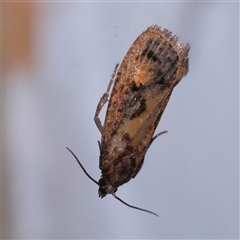 Cryptaspasma sordida (A Tortricid moth (Olethreutinae)) at Turner, ACT - 8 Nov 2024 by ConBoekel