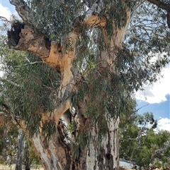 Eucalyptus sp. at Horsham, VIC - 25 Oct 2024 by MB