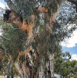 Eucalyptus sp. at Horsham, VIC - 25 Oct 2024