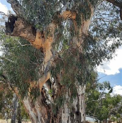 Eucalyptus sp. (A Gum Tree) at Horsham, VIC - 25 Oct 2024 by MB