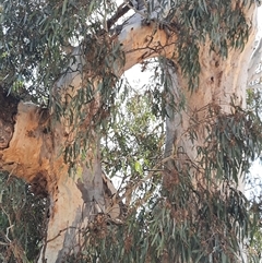 Eucalyptus sp. at Horsham, VIC - 25 Oct 2024