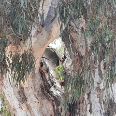 Eucalyptus sp. at Horsham, VIC - 25 Oct 2024