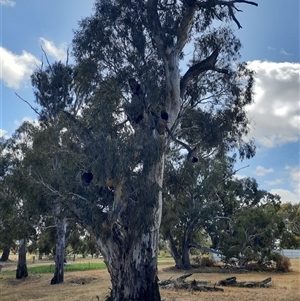 Eucalyptus sp. at Horsham, VIC - 25 Oct 2024