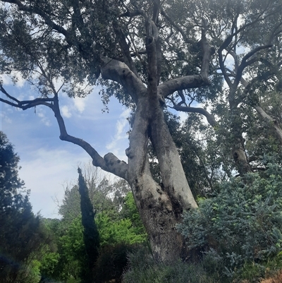 Eucalyptus sp. (A Gum Tree) at Baranduda, VIC - 22 Oct 2024 by MB