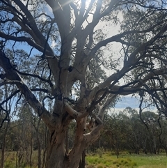 Eucalyptus sp. (A Gum Tree) at Wooragee, VIC - 22 Oct 2024 by MB