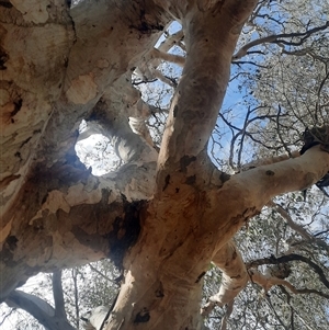 Eucalyptus sp. at Wooragee, VIC - suppressed