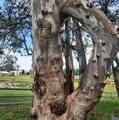 Eucalyptus blakelyi at Baranduda, VIC - 22 Oct 2024 by MB