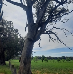 Eucalyptus sp. (A Gum Tree) at Baranduda, VIC - 22 Oct 2024 by MB