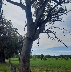 Eucalyptus bridgesiana at Baranduda, VIC by MB