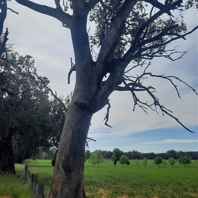 Eucalyptus bridgesiana at Baranduda, VIC - 22 Oct 2024 by MB