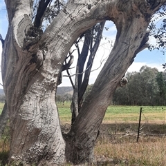 Eucalyptus sp. at Indigo Valley, VIC - 22 Oct 2024 by MB