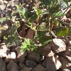 Erodium crinitum (Native Crowfoot) at Cooma, NSW - 16 Nov 2024 by mahargiani