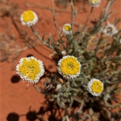 Polycalymma stuartii (Poached Egg Daisy) at Tibooburra, NSW - 14 Nov 2024 by Darcy