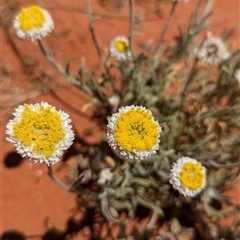 Polycalymma stuartii at suppressed - suppressed