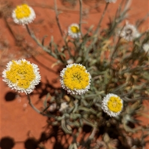 Polycalymma stuartii at suppressed - suppressed