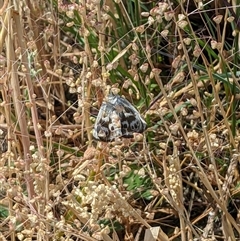 Synemon plana (Golden Sun Moth) at Barton, ACT - 16 Nov 2024 by MattM