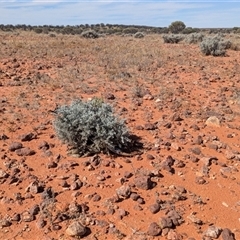 Pogona vitticeps (Central Bearded Dragon) at Tibooburra, NSW - 14 Nov 2024 by Darcy