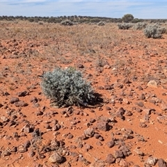 Pogona vitticeps at Tibooburra, NSW - 14 Nov 2024 03:57 PM