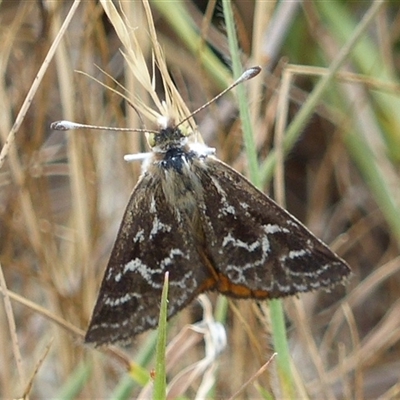 Synemon plana (Golden Sun Moth) at Harrison, ACT - 16 Nov 2024 by Jeanette