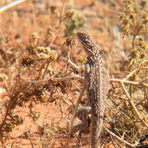 Ctenophorus nuchalis (Central Netted Dragon) at Tibooburra, NSW by Darcy