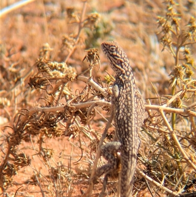 Ctenophorus nuchalis (Central Netted Dragon) at Tibooburra, NSW - 14 Nov 2024 by Darcy