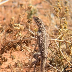 Ctenophorus nuchalis at Tibooburra, NSW - 15 Nov 2024