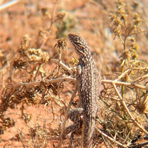 Ctenophorus nuchalis at Tibooburra, NSW - 15 Nov 2024