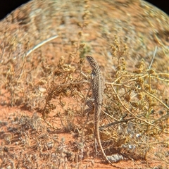 Ctenophorus nuchalis at Tibooburra, NSW - 15 Nov 2024