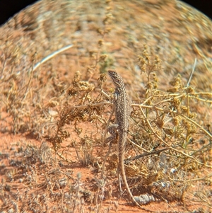 Ctenophorus nuchalis at Tibooburra, NSW - 15 Nov 2024