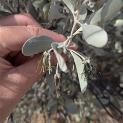 Amyema maidenii subsp. maidenii (Pale-leaved Mistletoe) at Tibooburra, NSW - 14 Nov 2024 by Darcy