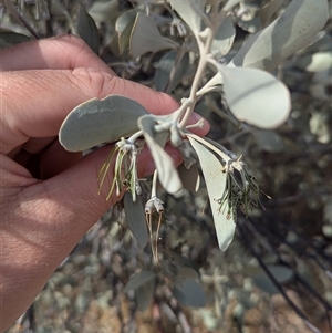 Amyema maidenii subsp. maidenii (Pale-leaved Mistletoe) at Tibooburra, NSW by Darcy