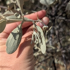 Amyema maidenii subsp. maidenii at Tibooburra, NSW - 15 Nov 2024