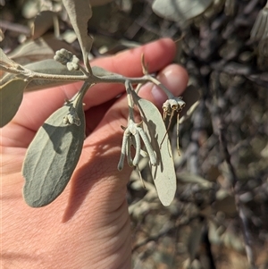 Amyema maidenii subsp. maidenii at Tibooburra, NSW - 15 Nov 2024 09:28 AM