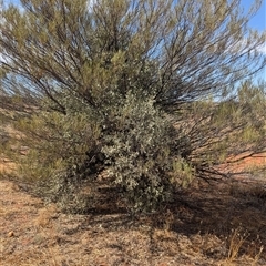 Amyema maidenii subsp. maidenii at Tibooburra, NSW - 15 Nov 2024