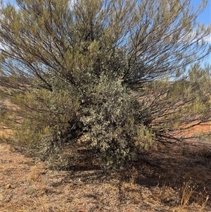 Amyema maidenii subsp. maidenii at Tibooburra, NSW - 15 Nov 2024