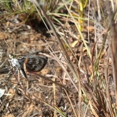 Synemon plana (Golden Sun Moth) at Barton, ACT - 16 Nov 2024 by MichaelBedingfield