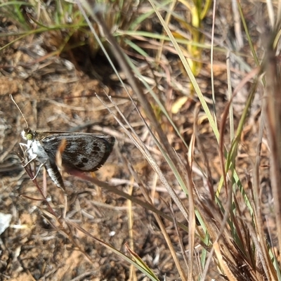 Synemon plana (Golden Sun Moth) at Barton, ACT - 16 Nov 2024 by MichaelBedingfield