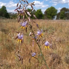 Dianella sp. aff. longifolia (Benambra) (Pale Flax Lily, Blue Flax Lily) at Barton, ACT - 16 Nov 2024 by MichaelBedingfield