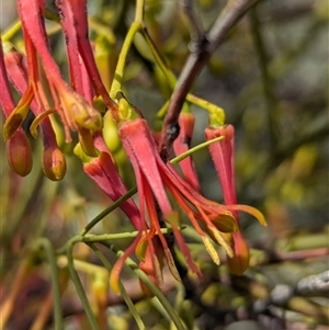 Amyema preissii (Wire-leaved Mistletoe) at Tibooburra, NSW by Darcy