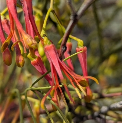 Amyema preissii (Wire-leaved Mistletoe) at Tibooburra, NSW - 15 Nov 2024 by Darcy