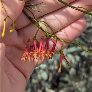 Amyema preissii at Tibooburra, NSW - 15 Nov 2024