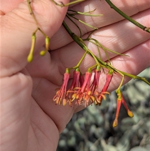 Amyema preissii at Tibooburra, NSW - 15 Nov 2024