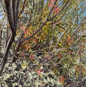 Amyema preissii at Tibooburra, NSW - 15 Nov 2024