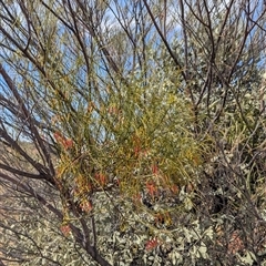 Amyema preissii at Tibooburra, NSW - 15 Nov 2024