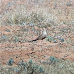 Stiltia isabella (Australian Pratincole) at Tibooburra, NSW - 14 Nov 2024 by Darcy