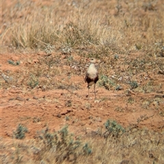 Stiltia isabella at Tibooburra, NSW - 15 Nov 2024 10:07 AM