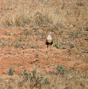 Stiltia isabella at Tibooburra, NSW - 15 Nov 2024