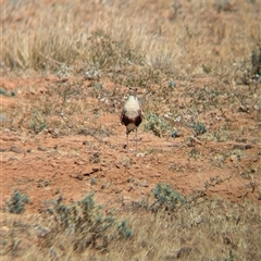 Stiltia isabella at Tibooburra, NSW - 15 Nov 2024 10:07 AM