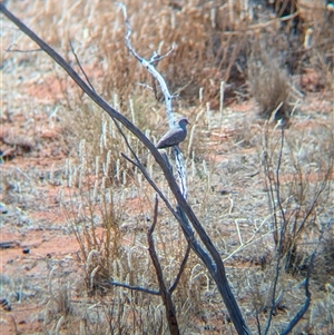 Geopelia cuneata at Tibooburra, NSW - 15 Nov 2024 10:25 AM