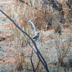 Geopelia cuneata at Tibooburra, NSW - 15 Nov 2024